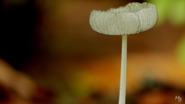 Marian Buurman - Hazenpootje - 